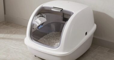 automatic litter box maintenance