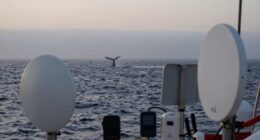 misleading whale tracking information