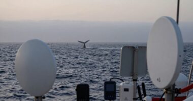 misleading whale tracking information