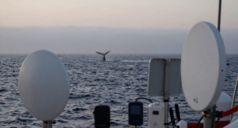 misleading whale tracking information